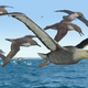 An artist’s depiction of a pelagornithid, with its prominent toothed beak, being harassed by ancient albatrosses.